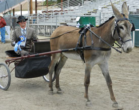 World Champion Pleasure Driving at Bishop Mule Days