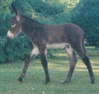 Ted as a Foal