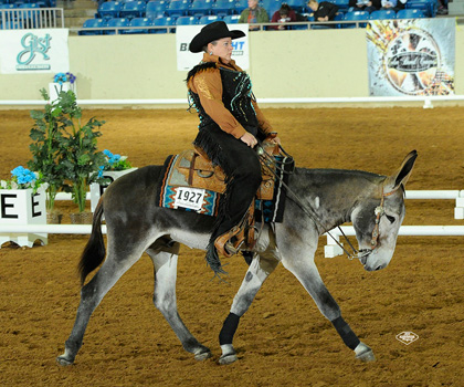 World Champion Pleasure Driving at Bishop Mule Days