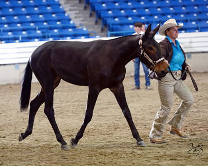 I'm Foxy And I Know It