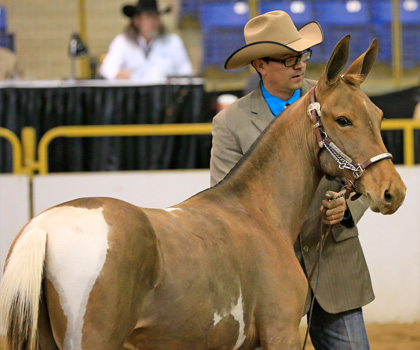 I'm Foxy And I Know It