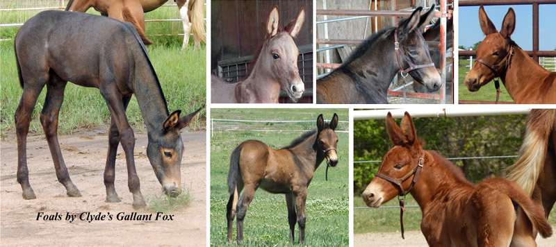 We are expecting an outstanding foal crop in 2012!