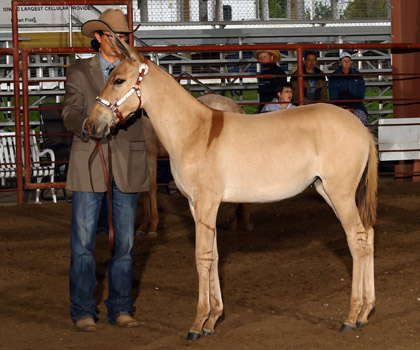 I'm Foxy And I Know It