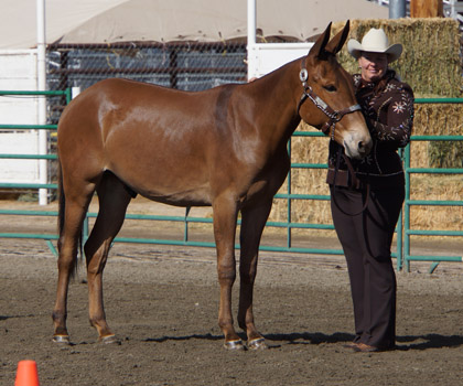 I'm Foxy And I Know It