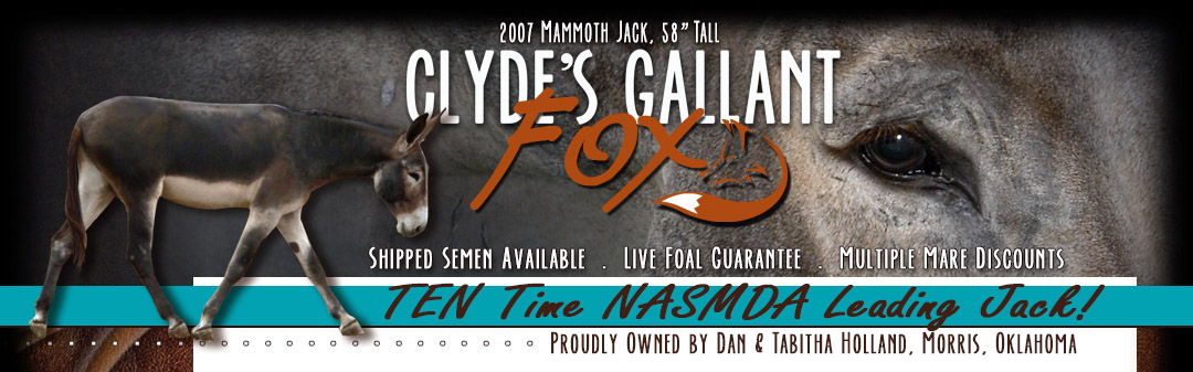Clyde's Gallant Fox: Mammoth Jack Standing at Stud.